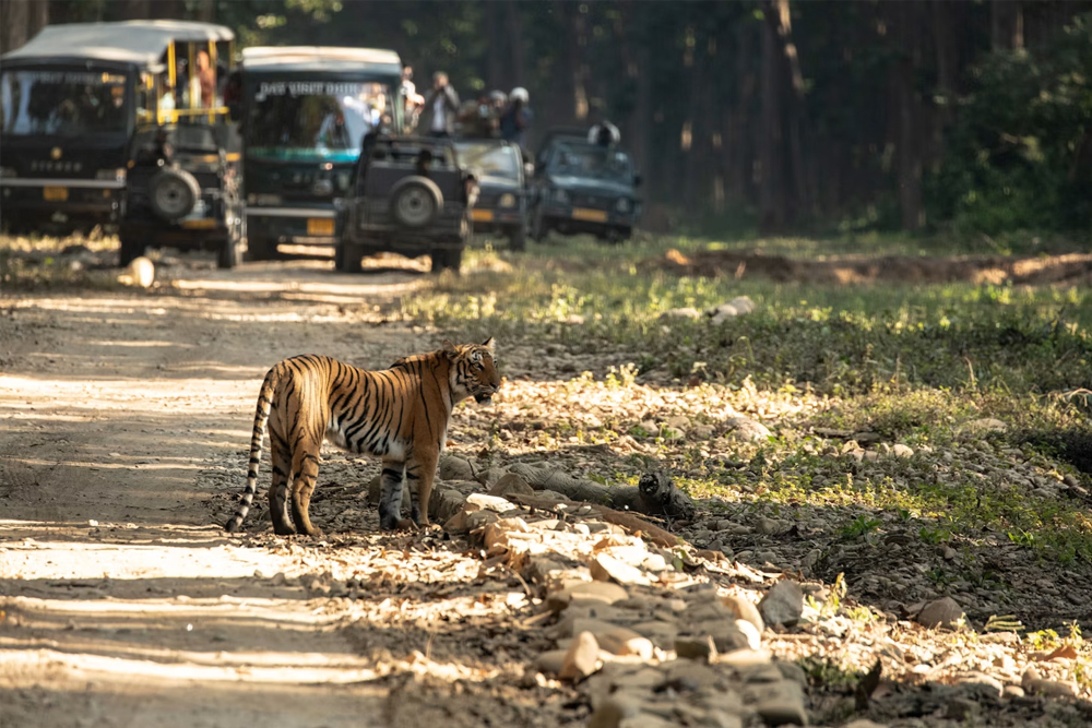 Jim Corbett Car Rental Services
