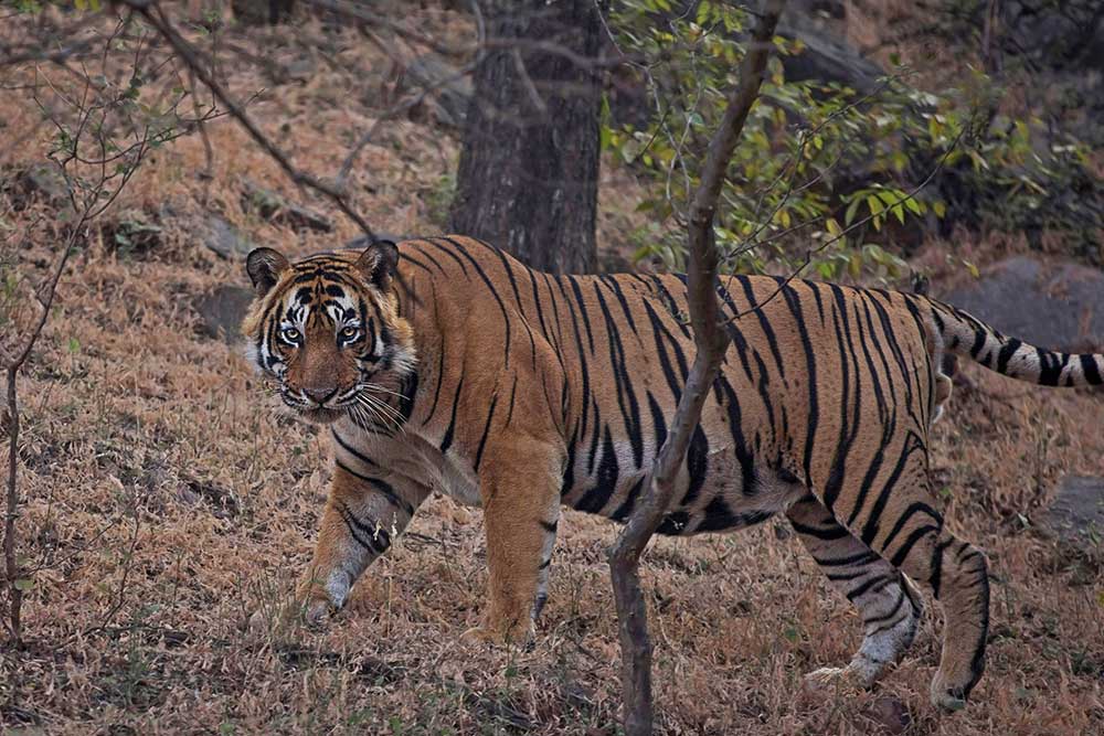 6 Nights 7 Days Golden Triangle Tour with Ranthambore